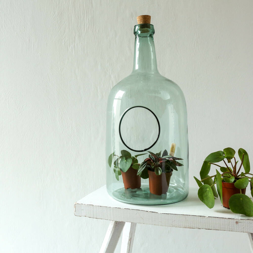Large Bottle Terrarium Ready For Planting By Berylune