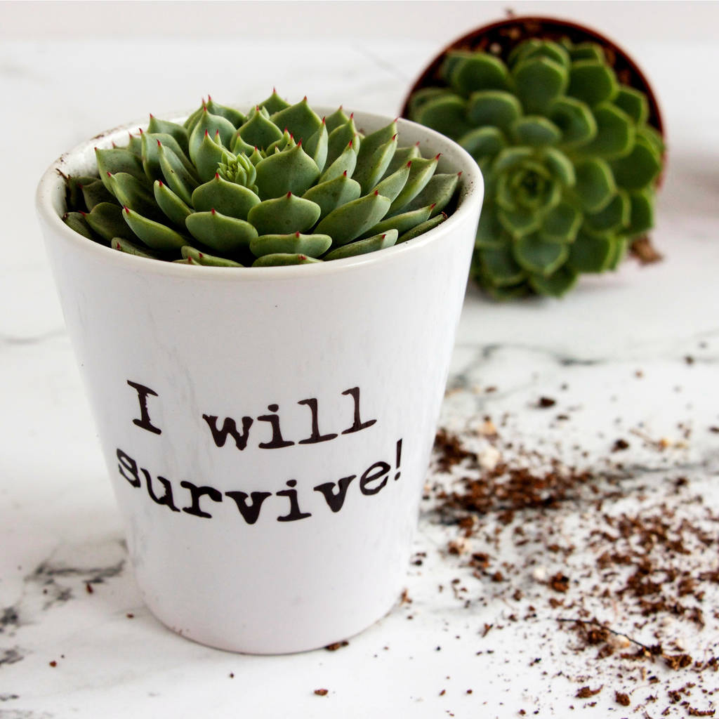 personalised typewritten quote plant pot by snapdragon