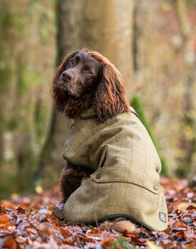 Tweed Dog Coat, 2 of 5