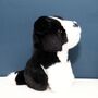 Mini Border Collie Dog Toy With Personalised Case, thumbnail 3 of 4