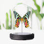 Madagascan Sunset Moth Butterfly Entomology Taxidermy Bell Jar, thumbnail 1 of 5