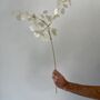 Clear Honesty Spray, thumbnail 1 of 4