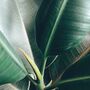 'Ficus Robusta Abidjan' Rubber Plant Houseplant, thumbnail 3 of 5