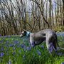 Turquoise Leather Whippet Collar Can Be Personalised, thumbnail 3 of 9