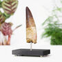 Spinosaurus Tooth Large Bespoke Solid Oak Stand Real Authentic Jurassic Dinosaur Fossil Natural History Interior Design Home Decor Display Gift Ornament, thumbnail 1 of 4