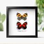 Orange 88 Pair Insect Bug Moth Butterfly Box Frame Entomology Taxidermy Interior Design Modern Home Decor Wall Hanging Display Gift Ornament, thumbnail 1 of 3