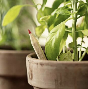 Personalised Sprouting Seed Colouring Pencil, 4 of 5