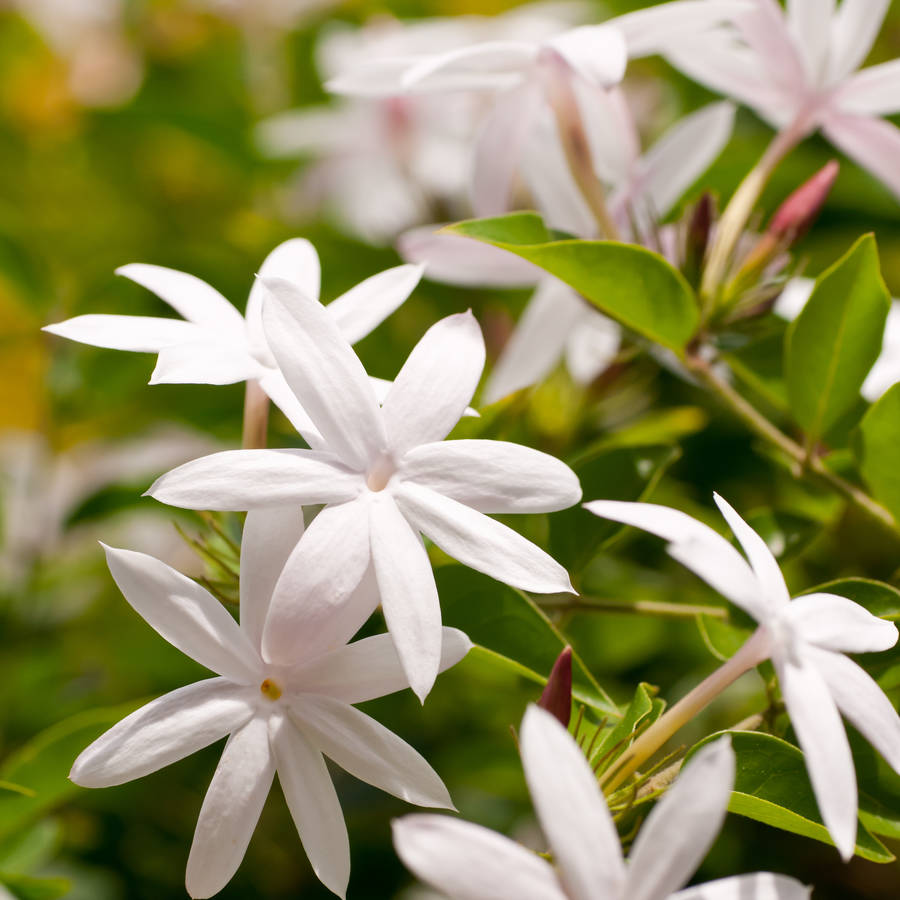 jasmine flower plant