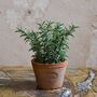 Faux Thyme In Aged Terracotta Pot, thumbnail 1 of 5