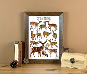 Deer Of Britain Watercolour Postcard, 10 of 10