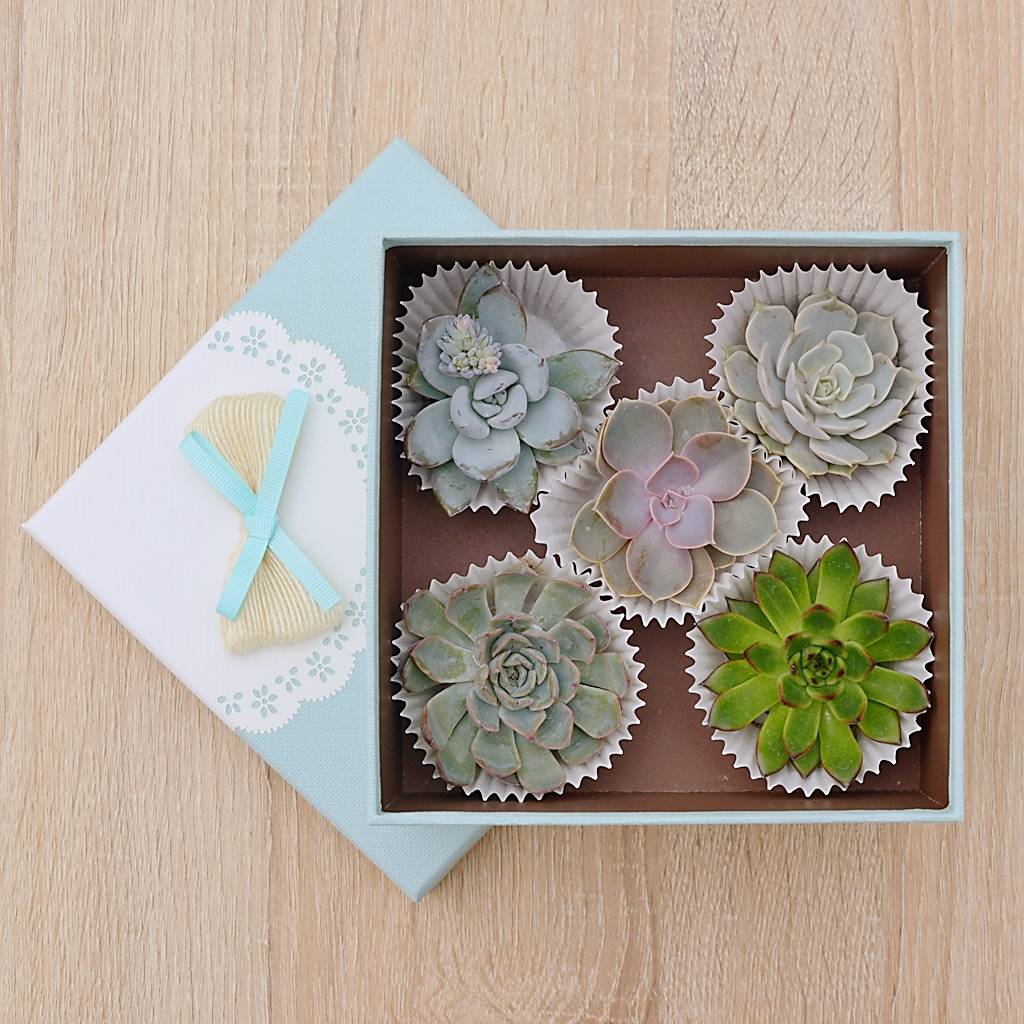 Succulents House Plant Gift Box By Dinga Ding Terrariums