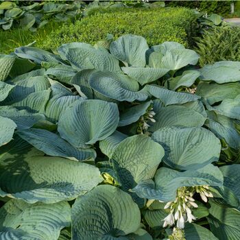 Hosta Plants 'T Rex' One X Full Plant In One Litre Pot, 3 of 5