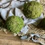 Dried Moss Spheres || Balls, thumbnail 6 of 9