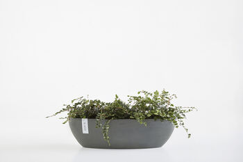 Ecopots Sofia Oval Plant Pot Made From Recycled Plastic, 8 of 9