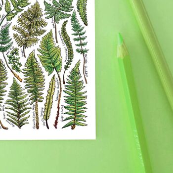 Ferns Of Britain Watercolour Postcard, 8 of 9