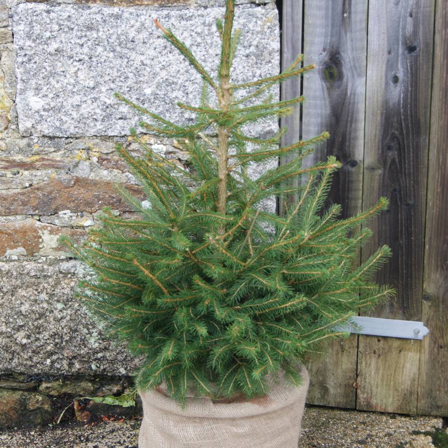 Living Christmas Tree By Rocket Gardens