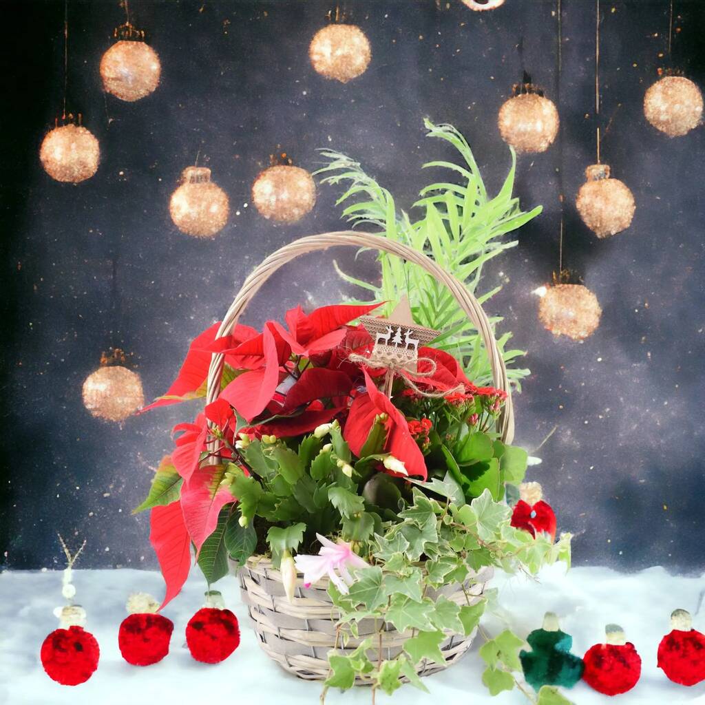 Large Christmas Indoor Planted Basket, 1 of 3