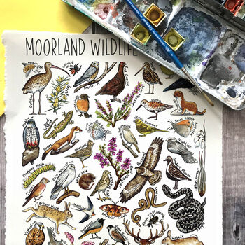 Moorland Wildlife Of Britain Wildlife Print, 3 of 9