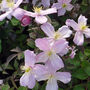 Clematis Elizabeth, Personalised Plant Gift, thumbnail 2 of 2