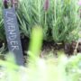 Vegetable Seeds And Slate Markers Gift Set, thumbnail 7 of 7