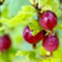 Gooseberry Plants, 'Whinham's Industry', thumbnail 8 of 8