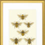'British Bees' Fine Art Print Colour, thumbnail 7 of 8