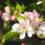 Apple Tree 'Self Fertile Cox', thumbnail 5 of 7
