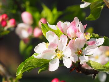 Apple Tree 'Self Fertile Cox', 5 of 7