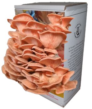 Ready To Grow Oyster Mushroom Growing Kit, 2 of 9