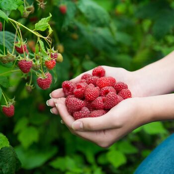 Fruit Plant Raspberry 'Enrosadira' Three Litre Pot, 2 of 5