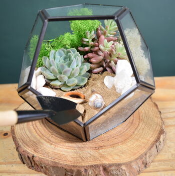 Black Geometric Terrarium Kit With Succulent Or Cactus, 8 of 10