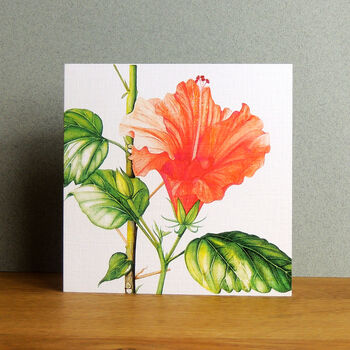 Hibiscus Greetings Card, 4 of 4