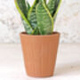 Fluted Terracotta Plant Pot, thumbnail 8 of 8