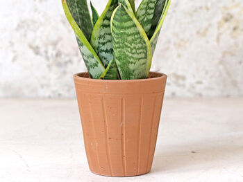 Fluted Terracotta Plant Pot, 8 of 8
