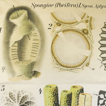 Vintage Biology Chart, Pfurtenschneller Sponge, 3 of 5