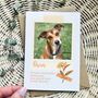 Pet Sympathy Personalised Photo Card, thumbnail 1 of 3