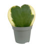 Sweetheart Plant Heart Shaped Plant In 6cm Pot, thumbnail 4 of 4