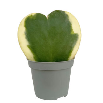 Sweetheart Plant Heart Shaped Plant In 6cm Pot, 4 of 4