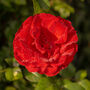 Climbing Rose 'Dublin Bay' One X Bare Rooted Plant, thumbnail 1 of 6