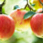 Apple Trees 'Sunset', thumbnail 3 of 12