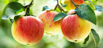 Apple Trees 'Sunset', 3 of 12