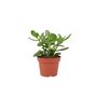 Crassula Money Plant In 12cm Pot – Air Purifying Gift, thumbnail 4 of 7