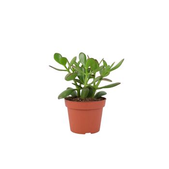 Crassula Money Plant In 12cm Pot – Air Purifying Gift, 4 of 7