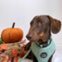 Sage Green Cord Dog Harness, thumbnail 5 of 8