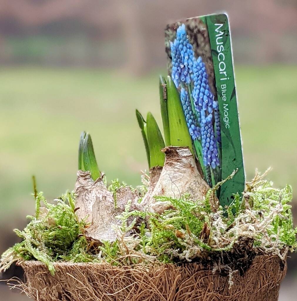Spring Bulb Basket Display Gift By The Danes