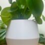 3D Printed Angled Plant Pot – Stylish And Sustainable, thumbnail 10 of 12