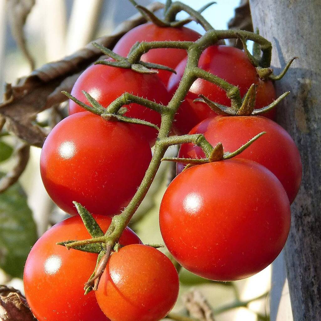 Tomato Growing Kit By Air Armor | notonthehighstreet.com