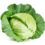Vegetable Cabbage 'Durham Early' Plug Pack, thumbnail 2 of 5