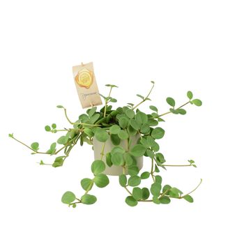 Peperomia Hope Trailing Jade Plant In 12cm Pot, 2 of 8
