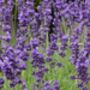 Lavender 'Munstead Dwarf' Seeds, thumbnail 3 of 4
